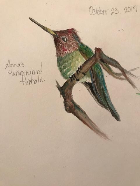 Hummingbird2