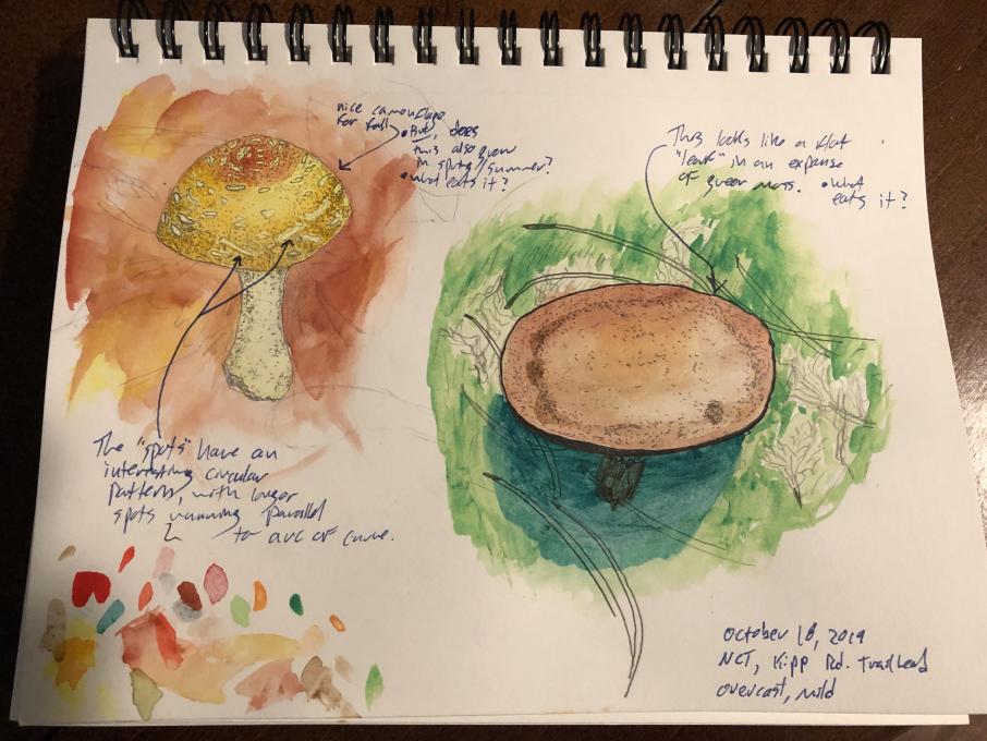 Mushroom Study -- Stippling