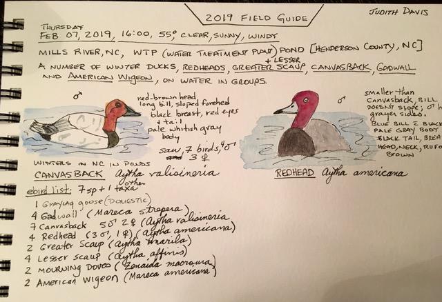 page from journal of ducks