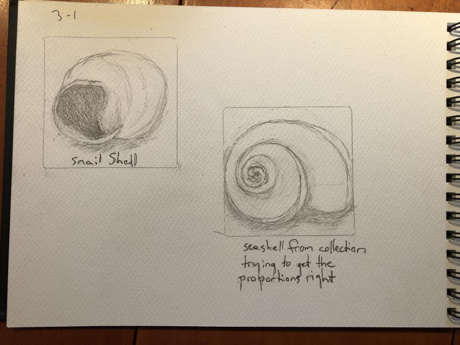 seashell drawing