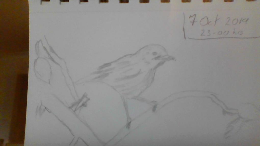 Warbler first drawing