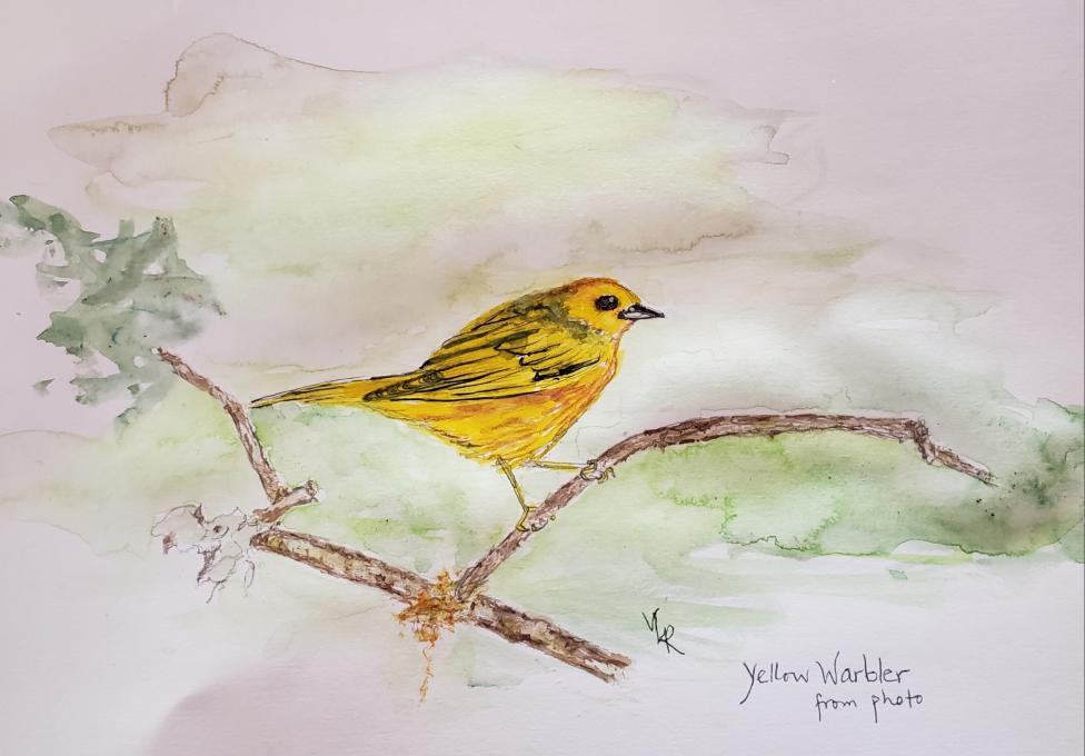 Yellow Warbler Cornell Course