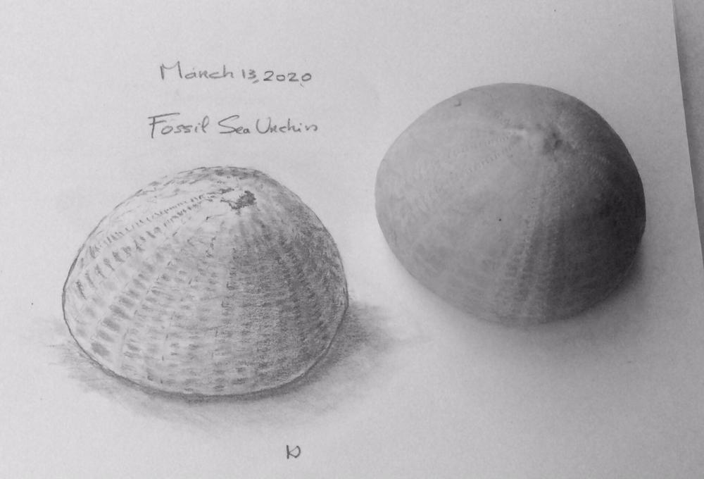 2020-03-13 fossil Sea Urchin 