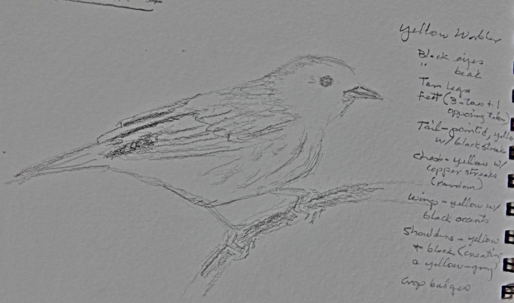 first sketch yellow warbler - Marylin Hughes
