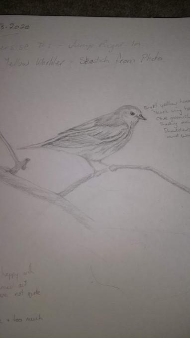 Excersise 1 - Yellow Warbler - Sketch from photo