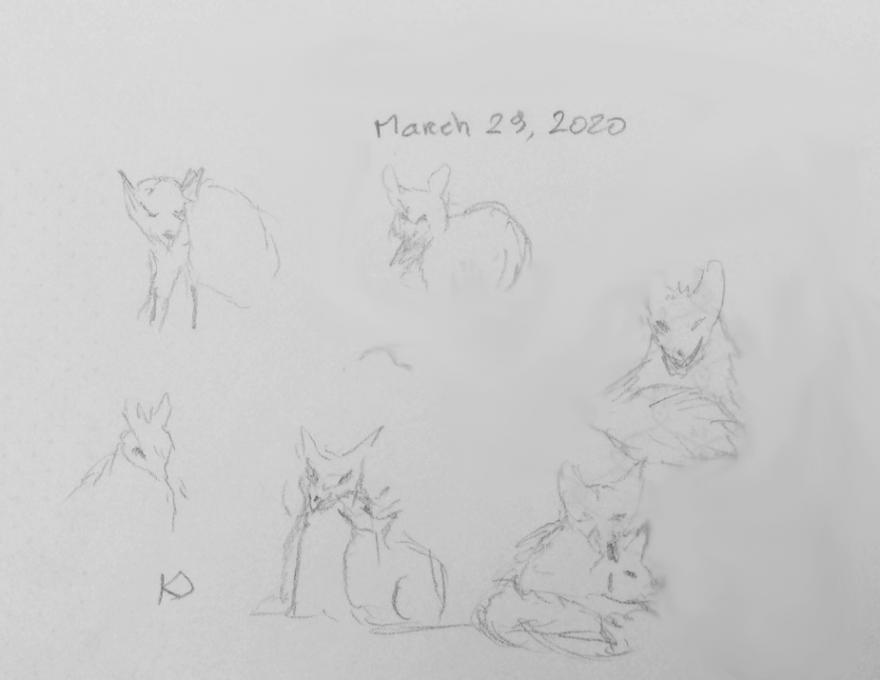 Sketchercise fox 