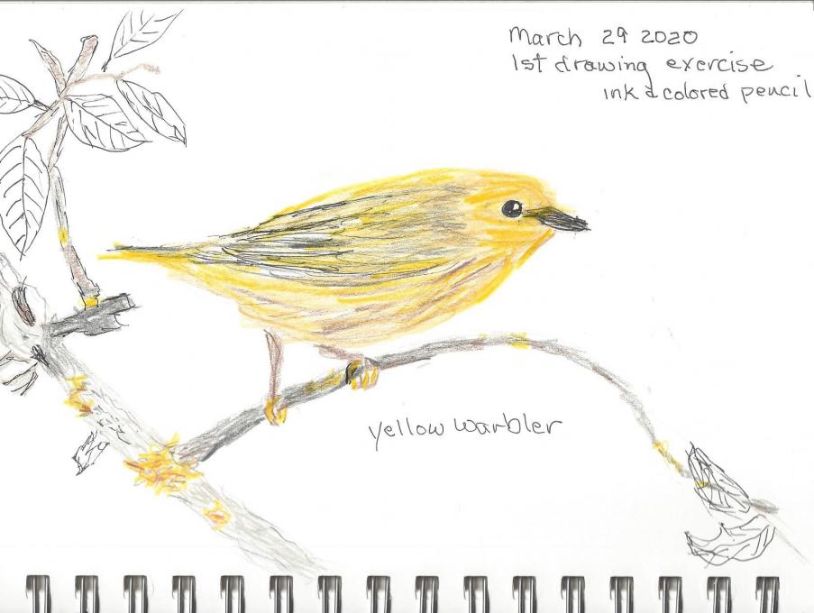 first drawing yellow warbler
