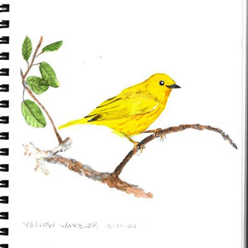 Yellow warbler drawing