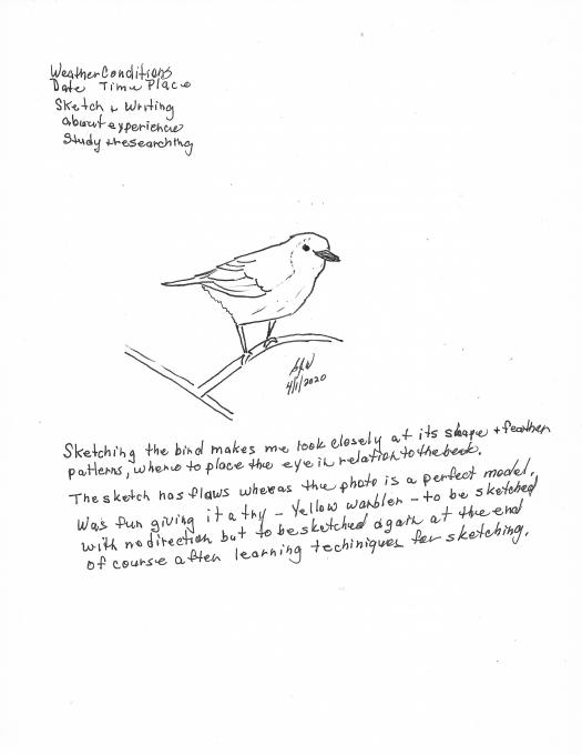 Sketch Nature Journaling And Field Sketching Bird Yellow Warbler