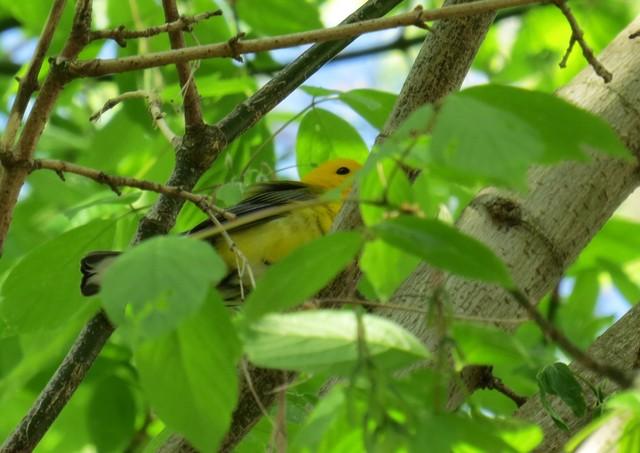 6553 Prothonotary Warbler Riverwalk With Mary April 19, 2015