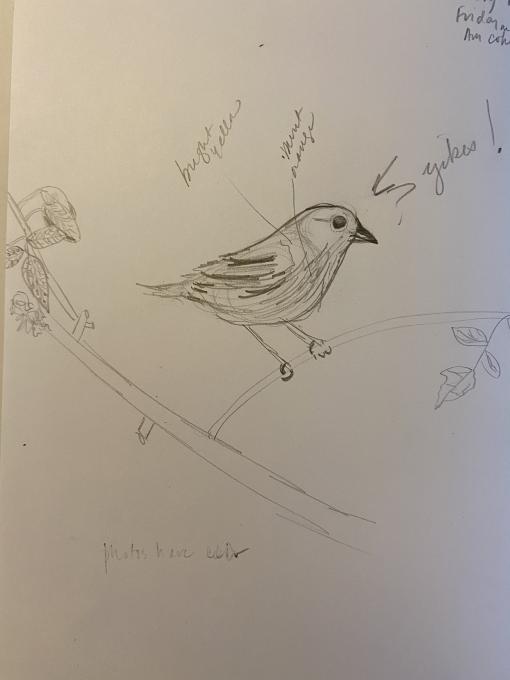 Week 1 Cornell Nature Journaling Yellow Warbler