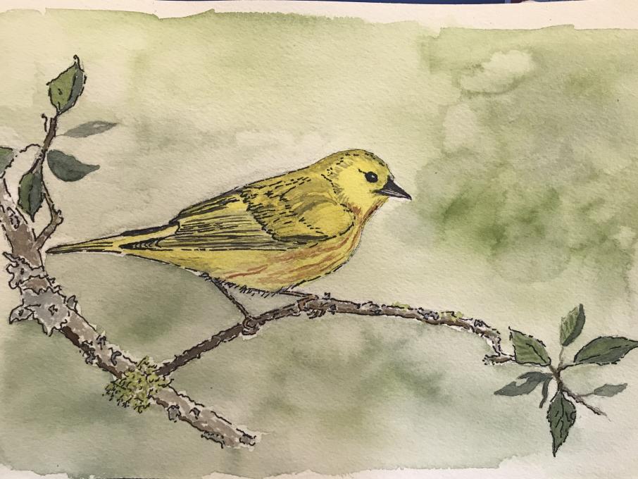 yellow warbler bird class assignment 1