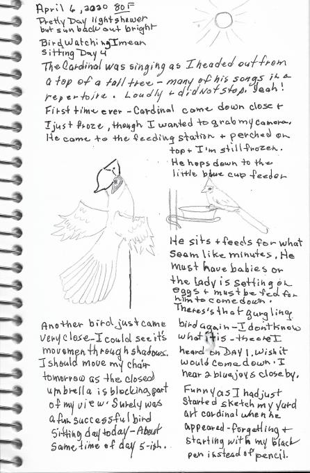 Sketch Nature Journaling and Field Sketching Bird Sitting 4