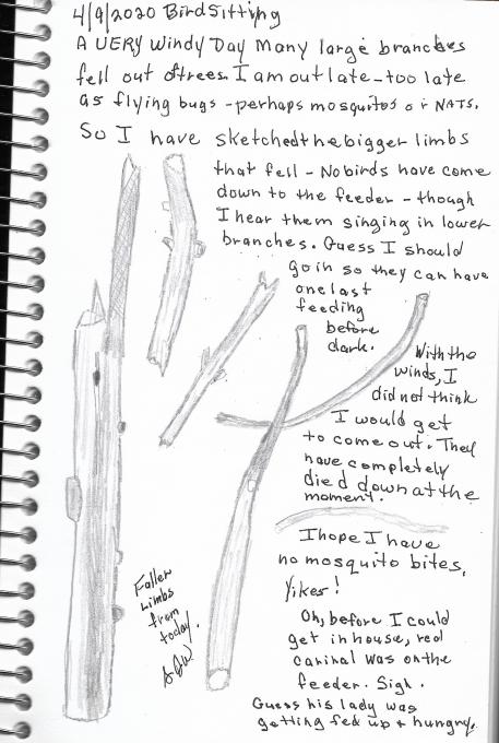 Sketch Nature Journaling and Field Sketching Bird Sitting 7 Wind And Fallen Branches