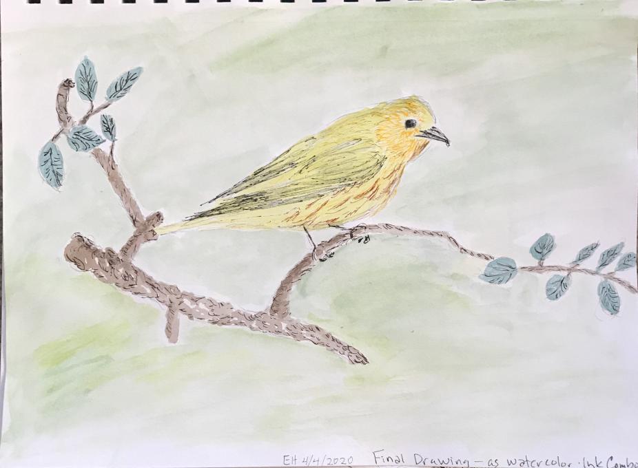 warbler-watercolor