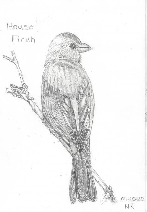 House Finch