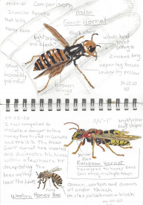 Hornets and Honey Bee  04-25-20