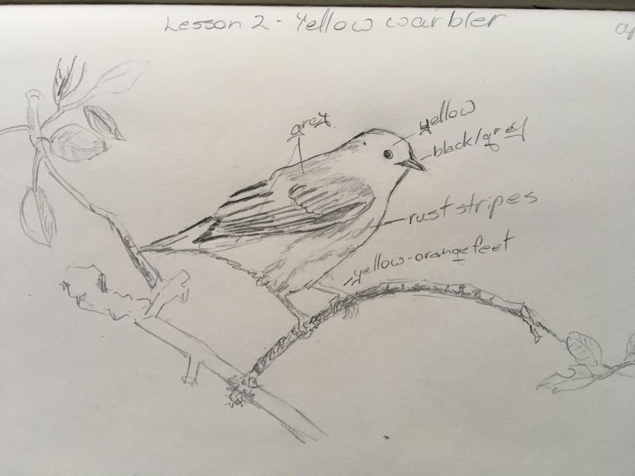 Sketch 1, yellow warbler