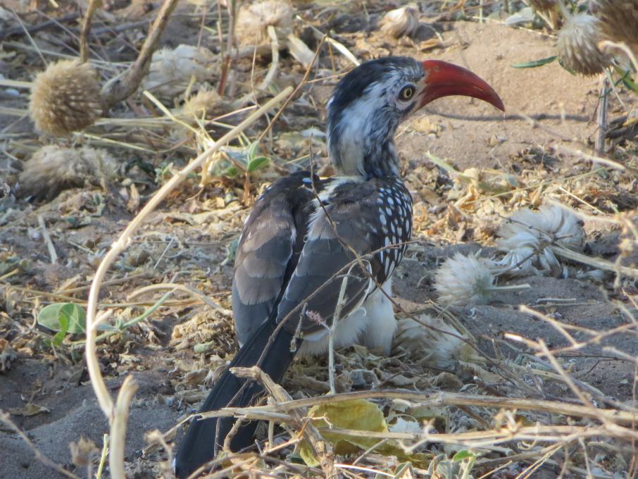 2016 Southern Africa red billed hornbill