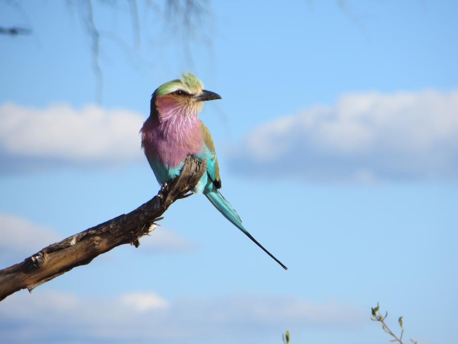 2016 Southern Africa Lilac breasted roller