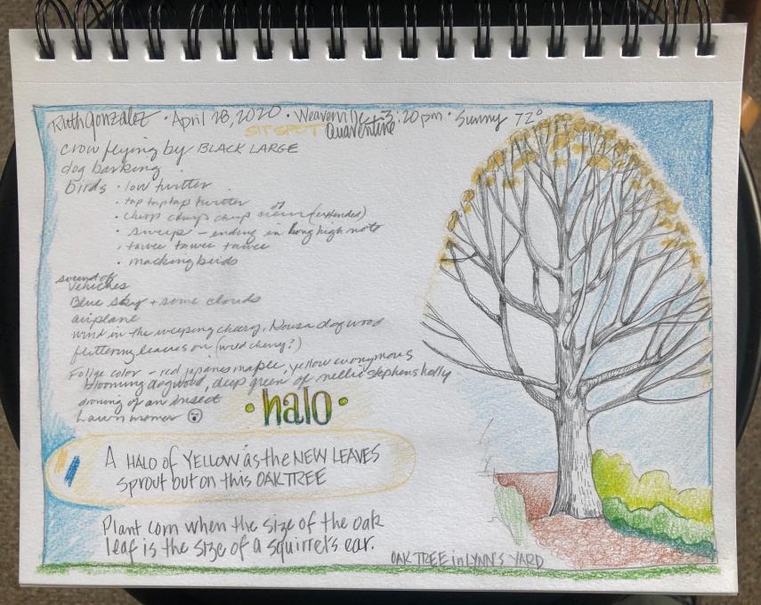 Oak tree halo 4-28-20 nature journaling