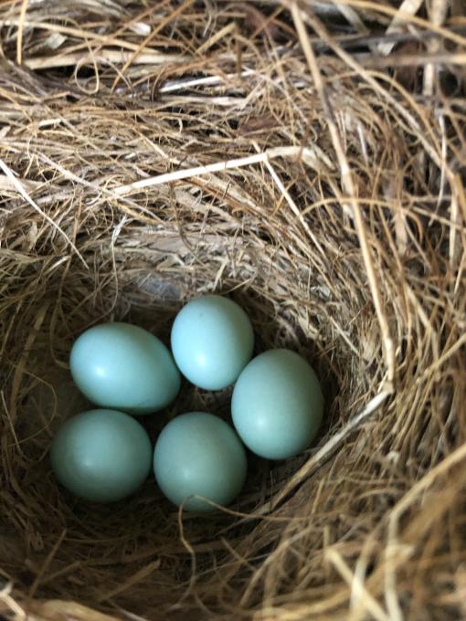 bluebird 5 eggs