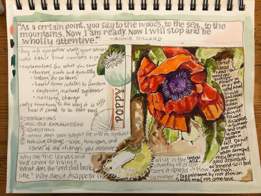 Poppy nature journaling 5-2-20 Ruth Gonzalez