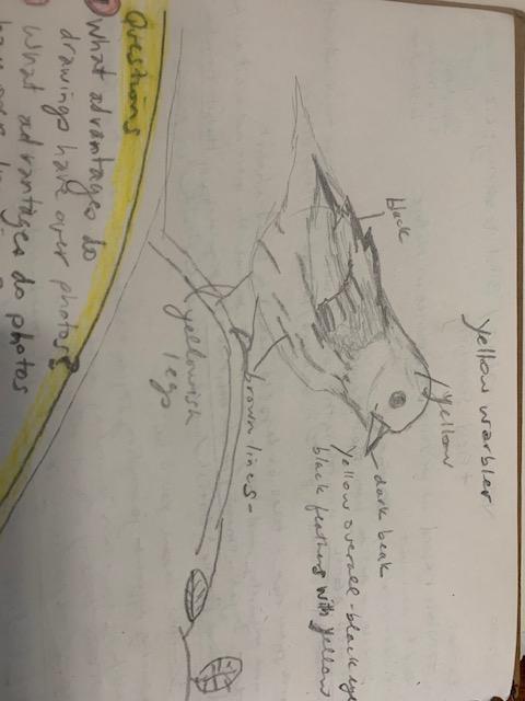 1st sketch yellow warbler- course Nature Journaling