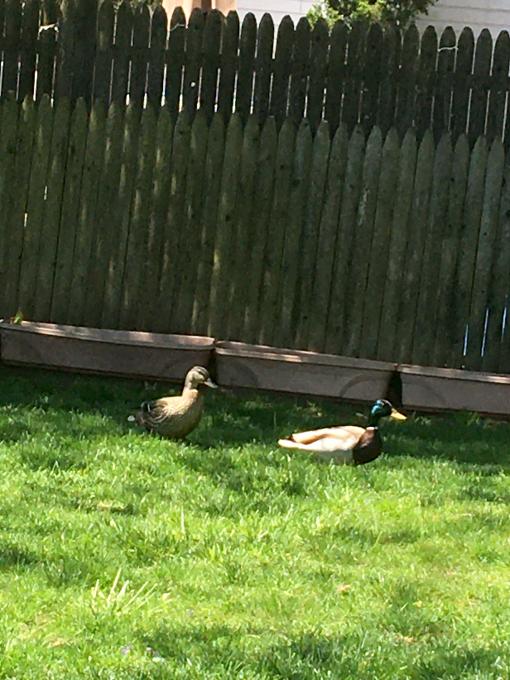 ducks3