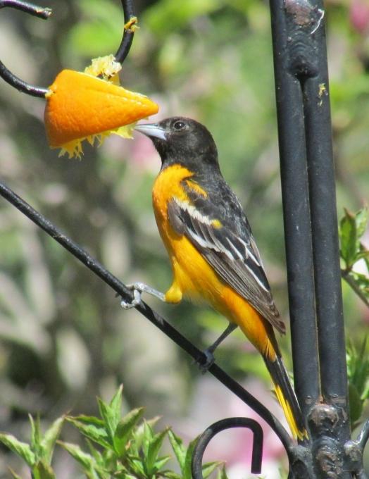 IMG_3274 - Baltimore Oriole - Copy cropped