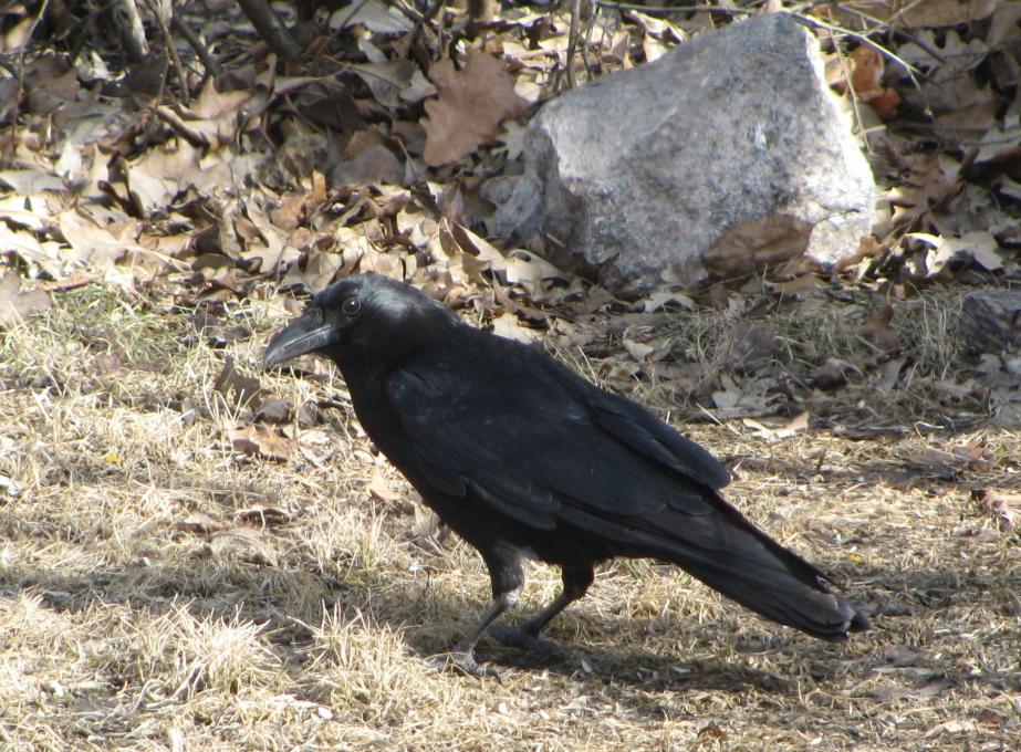 April 11 2019 Raven