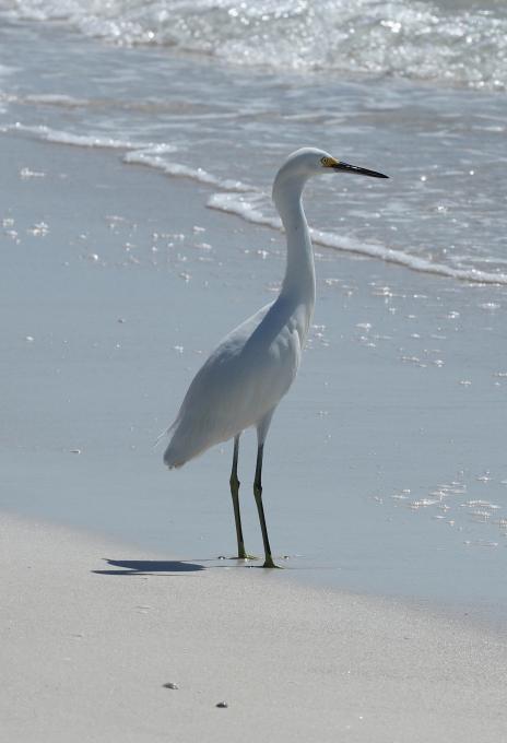 snowy egret on beach