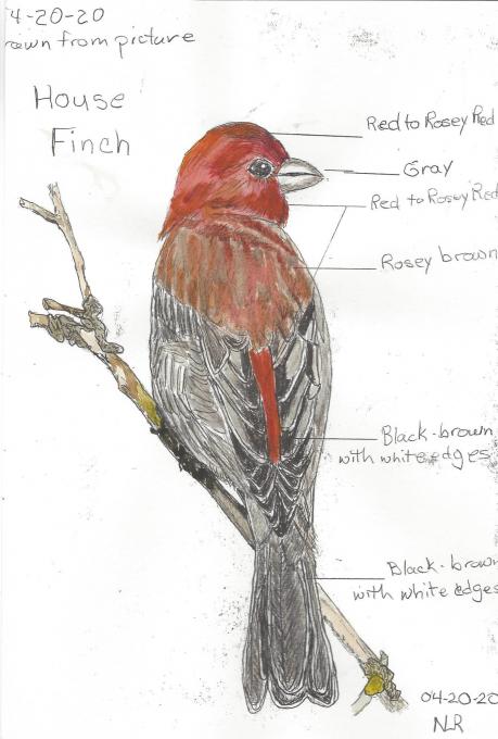 House Finch in color