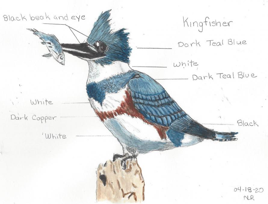 Kingfisher in color
