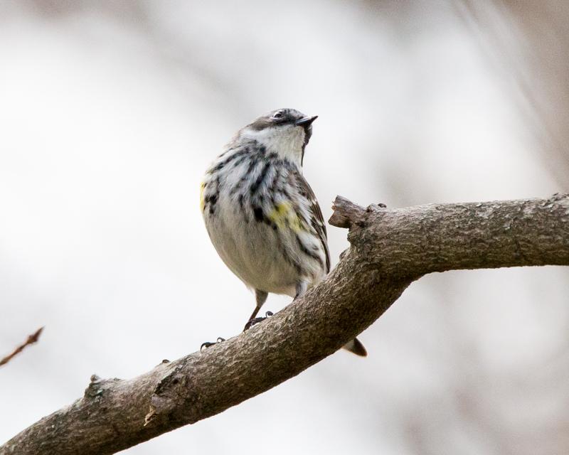 Possible Yellow-Rumped Warbler-2