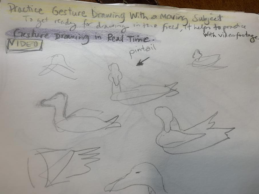 Gesture Drawing with ducks 2020