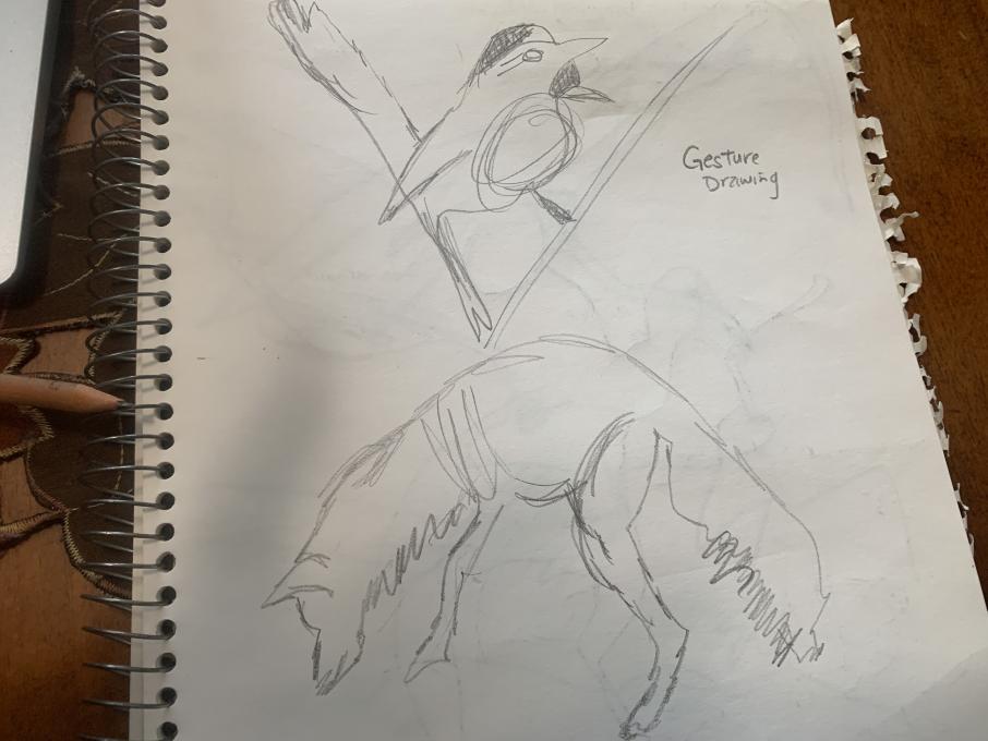 Gesture drawing video fox and bird