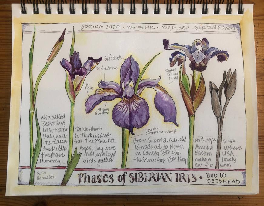 Siberian Iris with plant parts Nature Journal, Ruth Gonzalez