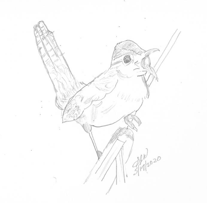 Sketch Nature Journaling And Field Sketching Bird Marsh Wren Refining