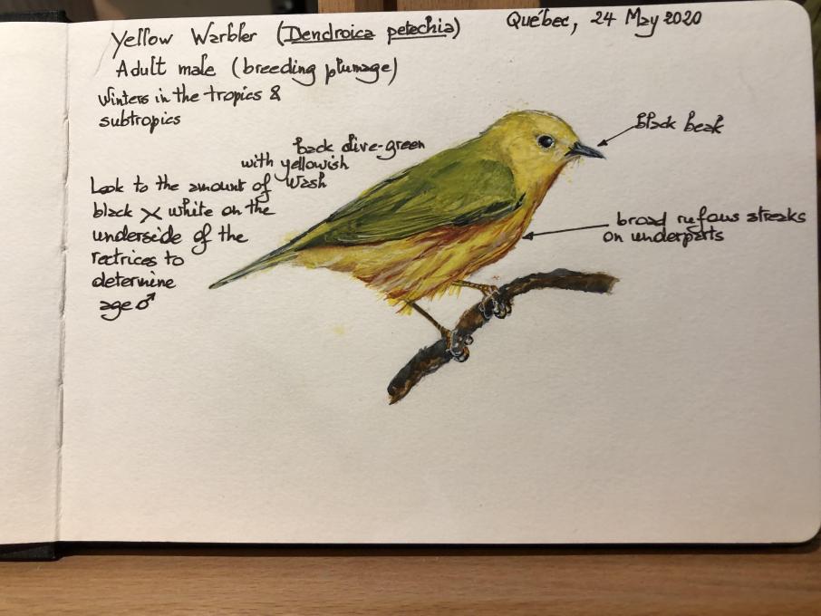 GvdK_Yellow Warbler