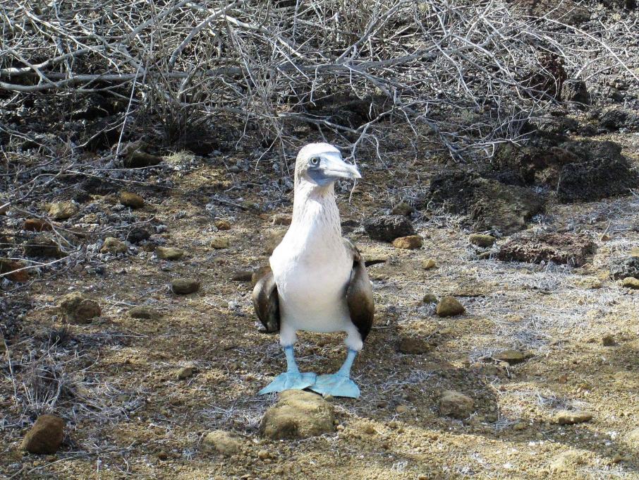 bluefooted booby