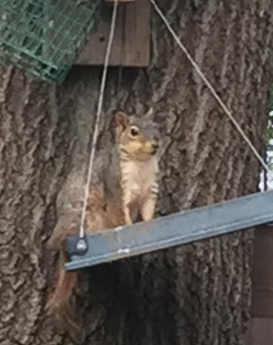 ProjectSquirrel