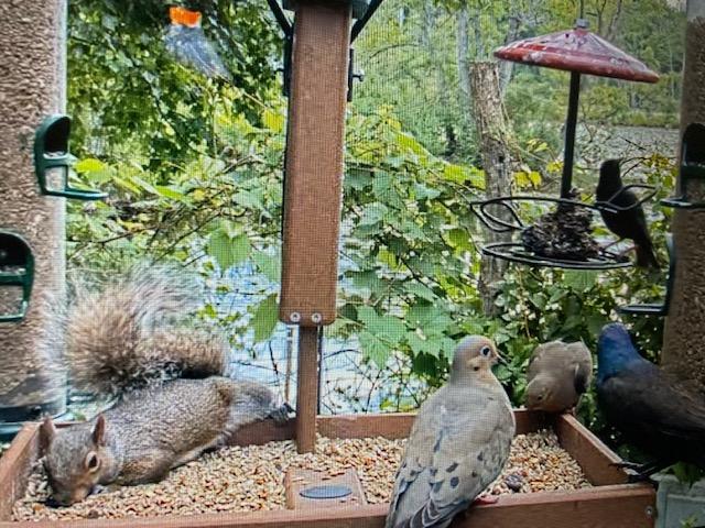 gluttonous squirrel at feeder