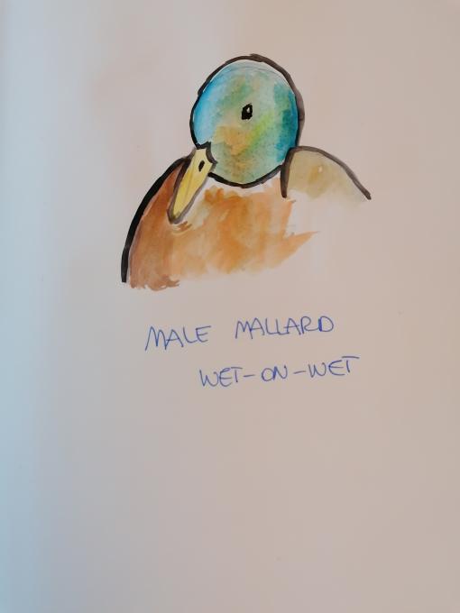 Male Mallard