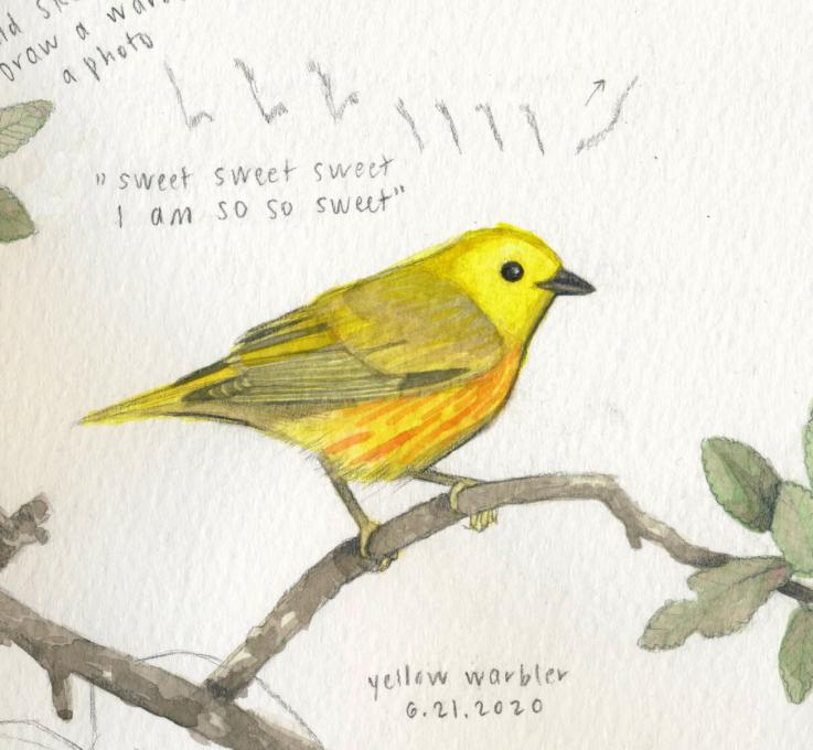 Bird Academy_Yellow Warbler1