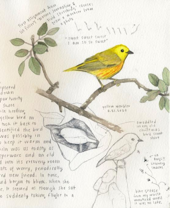 Bird Academy_Yellow Warbler