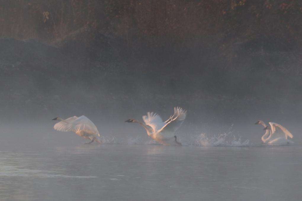 Swan's lifting from lake.