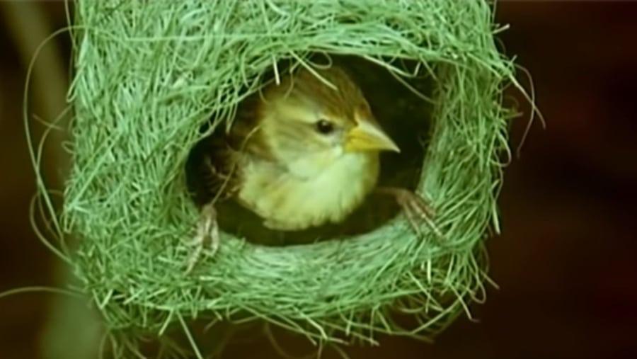 weaverbird-nests-01