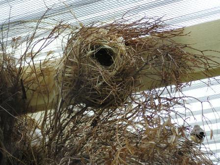 best society finch nest