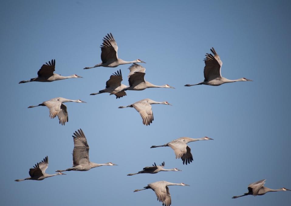 Sand Hill Cranes (100 of 127)